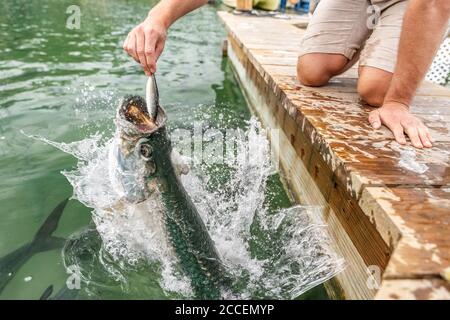 Nourrissant Tarpon à la célèbre attraction touristique à Islamorada, Florida Keys, États-Unis voyage été tourisme vacances Banque D'Images