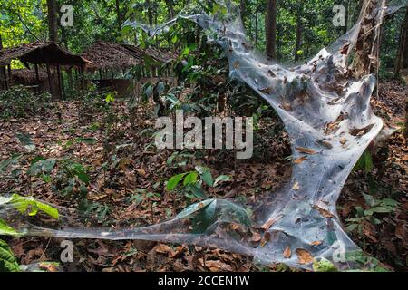 L'araignée à toile d'entonnoir (Agelena consociata) niche la colonie et les captures de sites Web associées. Hokou Bai, Parc national de Dzanga-Ndoki, République centrafricaine Banque D'Images