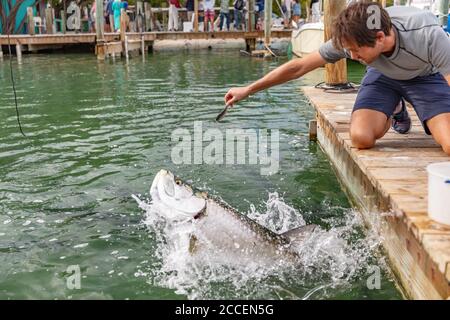 Nourrissant Tarpon à la célèbre attraction touristique à Islamorada, Florida Keys, États-Unis voyage été tourisme vacances Banque D'Images