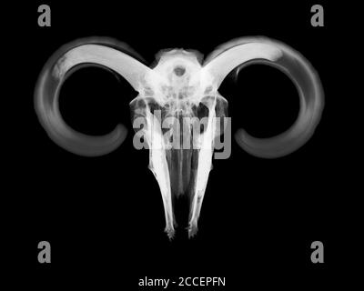 Crâne RAM, rayons X. Banque D'Images