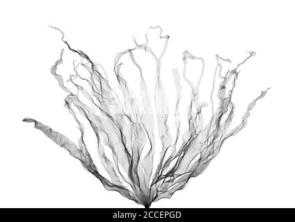 Algues (Laminaria hyperborea), rayons X. Banque D'Images