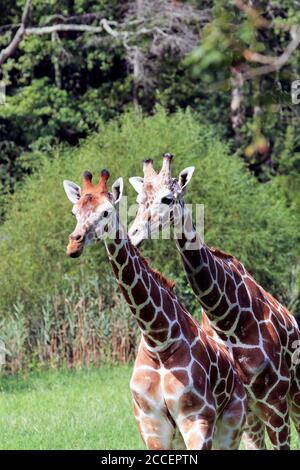 Girafes réticulés, Giraffa camelopardalis reticulata, au zoo du comté de Cape May, palais de justice de Cape May, New Jersey, États-Unis Banque D'Images