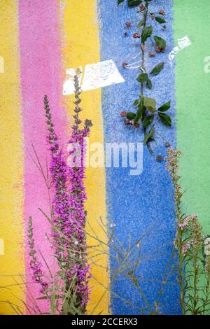 la plante à fleurs pourpre et une branche sont fixées à un mur à rayures colorées Banque D'Images