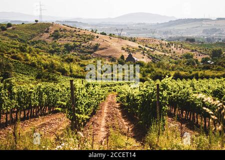 vignes en rangées dans le champ contre le ciel bleu Banque D'Images