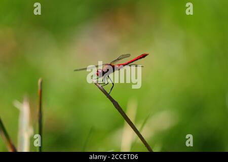 Gros plan d'une balance de libellule rouge sur une tige de plante avec un arrière-plan flou. Comté de Durham, Angleterre, Royaume-Uni Banque D'Images