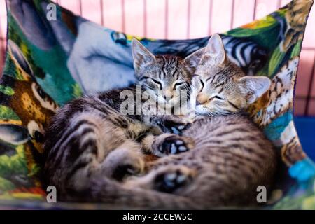 Des chatons qui se câliner dans UN hamac de chat Banque D'Images