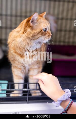 Portrait de chat Tabby orange avec une main et une Litterbox Banque D'Images