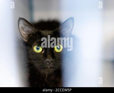 Chat noir aux yeux verts dans un portrait artistique de chat Banque D'Images