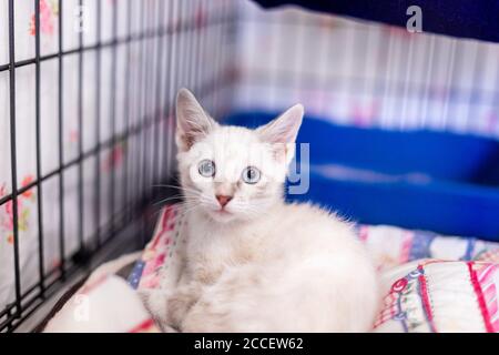 Chaton blanc avec yeux bleus dans une caisse d'entraînement Banque D'Images