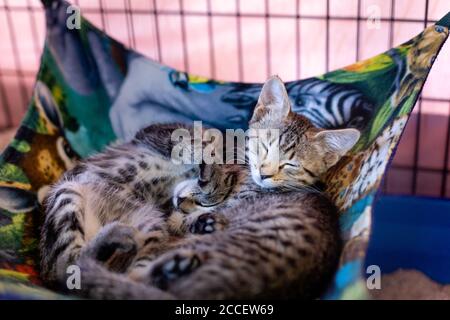 Deux chatons NAP dans un hamac de chat Banque D'Images