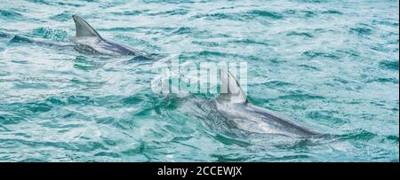 Deux dauphins nageant dans l'eau bleue de l'océan à Key West, Floride, Etats-Unis voyage bannière panorama Banque D'Images