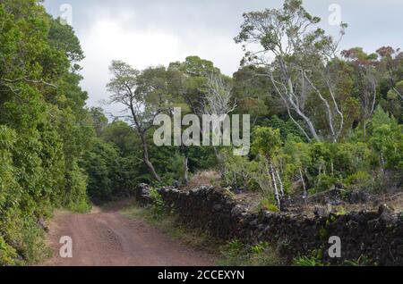 Forêt secondaire en croissance dans le biome laurisilva de l'île de Pico (Açores, Portugal), dominée par l'espèce très envahissante Pittosporum undulatum Banque D'Images