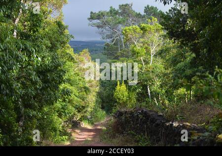 Forêt secondaire en croissance dans le biome laurisilva de l'île de Pico (Açores, Portugal), dominée par l'espèce très envahissante Pittosporum undulatum Banque D'Images