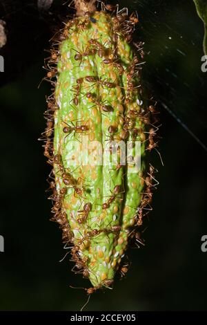 Fourmis sur le fruit de cacao, Formicidae, Many, Kimbe Bay, Nouvelle-Bretagne, Papouasie-Nouvelle-Guinée Banque D'Images