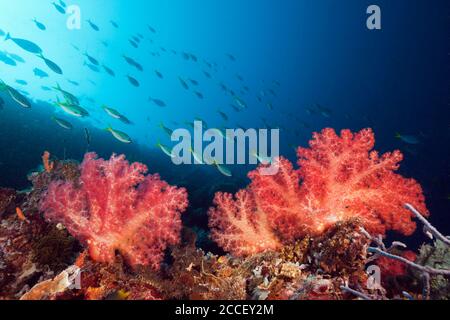 Anemonefish rose en mer anemone, Amphipirion périderaion, Kimbe Bay, Nouvelle-Bretagne, Papouasie-Nouvelle-Guinée Banque D'Images