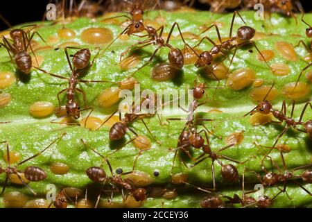 Fourmis sur le fruit de cacao, Formicidae, Many, Kimbe Bay, Nouvelle-Bretagne, Papouasie-Nouvelle-Guinée Banque D'Images