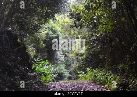 Forêt secondaire en croissance dans le biome laurisilva de l'île de Pico (Açores, Portugal), dominée par l'espèce très envahissante Pittosporum undulatum Banque D'Images