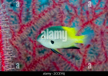 Poissons Clowns, Spinecheek Premnas aculeatus, Kimbe Bay, New Britain, Papouasie Nouvelle Guinée Banque D'Images