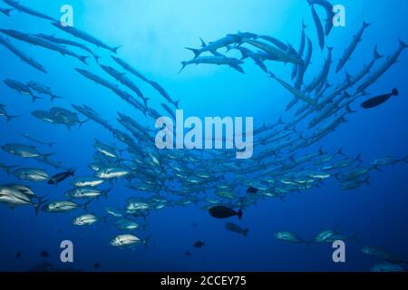 Grouper à lignes blanches dans Coral Reef, Anyperodon leucogrammicus, Kimbe Bay, Nouvelle-Bretagne, Papouasie-Nouvelle-Guinée Banque D'Images