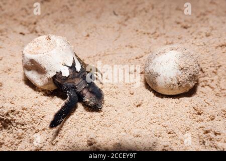 Programme de conservation des tortues marines, Eretmochelys imbricata, Nouvelle-Irlande, Papouasie-Nouvelle-Guinée Banque D'Images