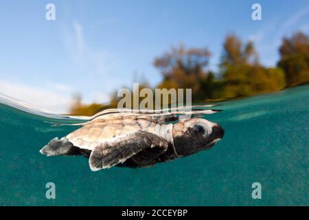 Écloseries de tortues de mer de Hawksbill, Eretmochelys imbricata, Nouvelle-Irlande, Papouasie-Nouvelle-Guinée Banque D'Images