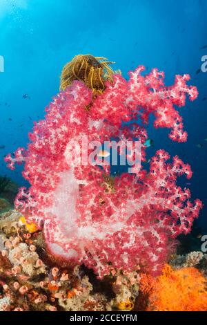 Paire de Goby de crevettes jaunes, Cryptocentrus cinctus, Nouvelle-Irlande, Papouasie-Nouvelle-Guinée Banque D'Images