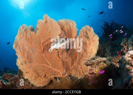 Paire de Goby de crevettes jaunes, Cryptocentrus cinctus, Nouvelle-Irlande, Papouasie-Nouvelle-Guinée Banque D'Images