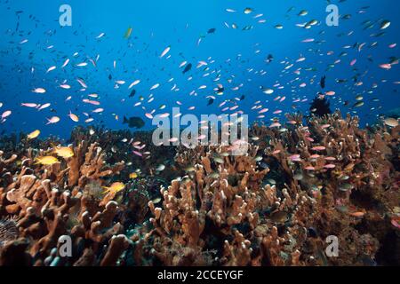 Shoal de Batfish circulaire, Platax orbicularis, Nouvelle-Irlande, Papouasie-Nouvelle-Guinée Banque D'Images