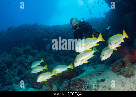 Chromis vert-bleu sur corail, Chromis viridis, Nouvelle Irlande, Papouasie-Nouvelle-Guinée Banque D'Images