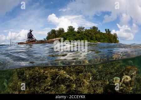 Godeffroys corail doux, Siphonogorgia godeffroy, Nouvelle-Irlande, Papouasie-Nouvelle-Guinée Banque D'Images
