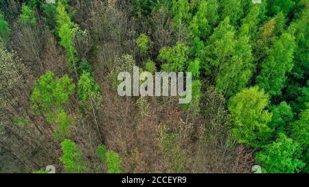 Forêt printanière près de Kastel-Staadt, Rhénanie-Palatinat, Allemagne Banque D'Images