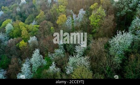 Forêt printanière près de Kastel-Staadt, Rhénanie-Palatinat, Allemagne Banque D'Images