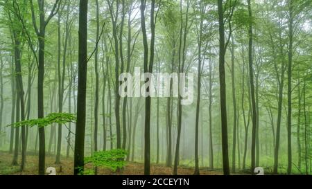 Forêt printanière près de Kastel-Staadt, Rhénanie-Palatinat, Allemagne Banque D'Images