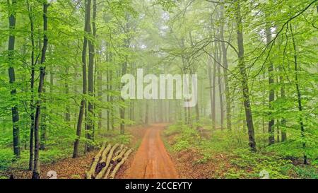 Forêt printanière près de Kastel-Staadt, Rhénanie-Palatinat, Allemagne Banque D'Images