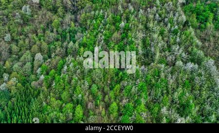 Forêt printanière près de Kastel-Staadt, Rhénanie-Palatinat, Allemagne Banque D'Images