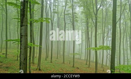 Forêt printanière près de Kastel-Staadt, Rhénanie-Palatinat, Allemagne Banque D'Images