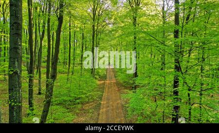 Forêt printanière près de Kastel-Staadt, Rhénanie-Palatinat, Allemagne Banque D'Images