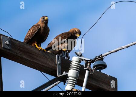 Faucons à queue rouge (Buteo jamaicensis) Banque D'Images