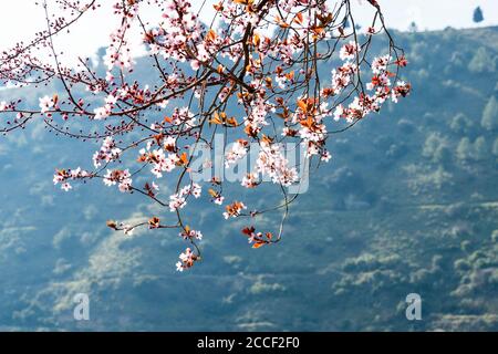 Espagne, Grenade, Sacromonte, Abadia del Sacromonte, monastère, fleurs d'arbres Banque D'Images