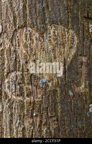 Coeur et initiales sculptés dans un tronc d'arbre Banque D'Images