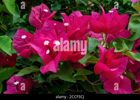 Bougainvilliers fleurs fond. Bougainvilliers rose vif comme fond floral. Bougainvillea fleurs texture et backgro Banque D'Images