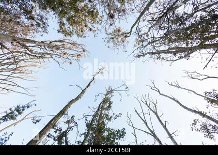 Vue sur les arbres morts dans la colonie cormorante de Niehof, Mecklembourg-Poméranie-Occidentale, Allemagne Banque D'Images