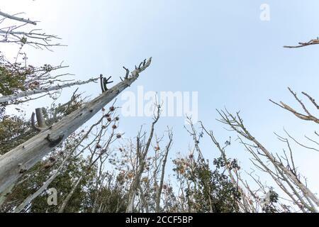 Vue sur les arbres morts dans la colonie cormorante de Niehof, Mecklembourg-Poméranie-Occidentale, Allemagne Banque D'Images