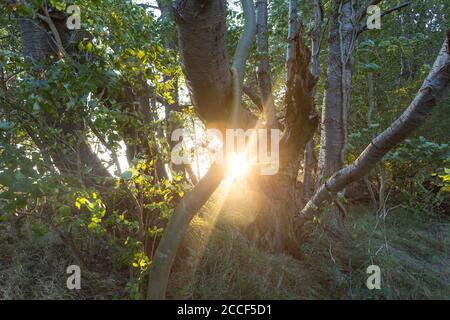 Le soleil brille entre deux arbres dans la forêt Banque D'Images