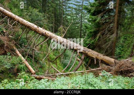 Autriche, Montafon, conifères tombés dans la forêt de montagne. Banque D'Images