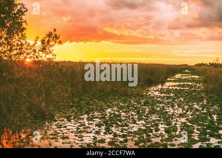Everglades Florida Wetland, excursion en hydroglisseur au parc national des Everglades au coucher du soleil. Paysage de la nature. Destination de tourisme aux États-Unis Banque D'Images