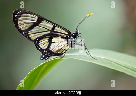 Papillon néotrope à ailes de verre, Methona confusa, famille de papillons nobles (Nymphalidae), région de Mindo, Équateur Banque D'Images