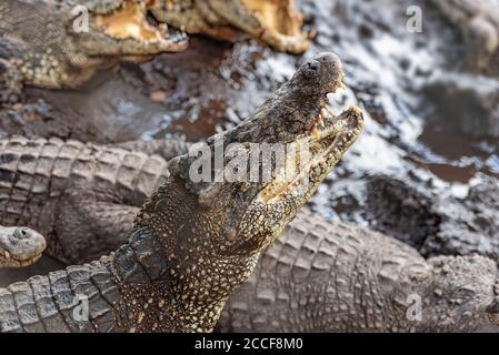 Crocodiles, Cuba, Baie des cochons, bouche ouverte, dents Banque D'Images