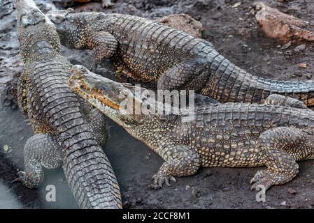 Crocodiles, Cuba, Baie des cochons, vue latérale, Banque D'Images