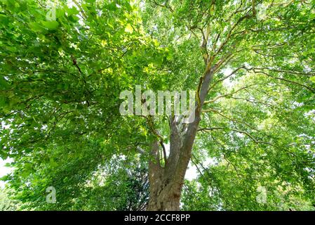 Arbre de plan commun, platanaceae, Platanus hispanica, famille de plans, arbre, feuilles d'érable Banque D'Images